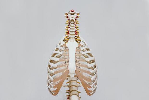 a skeleton displaying the ribs and spine