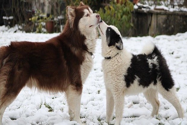 two dogs on a snowy field