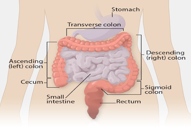 a diagram of the intestinal structures