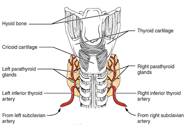 a diagram showing the thyroid location