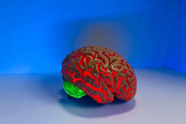 A model of the human brain