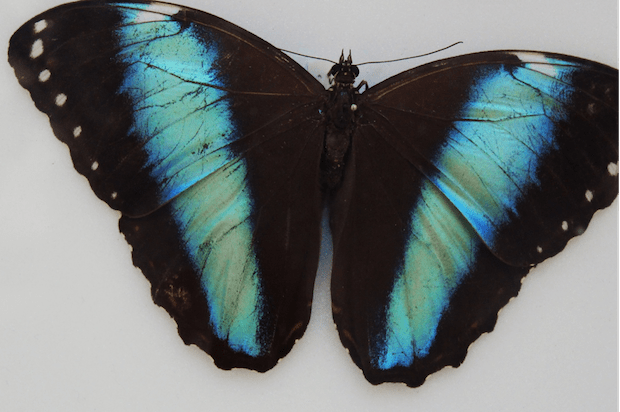 a blue and black butterfly