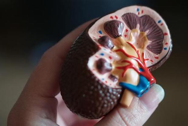 a person holding a diorama of a kidney