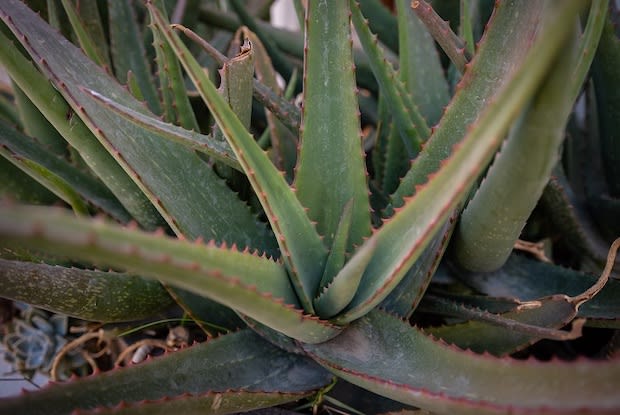 aloe vera plant