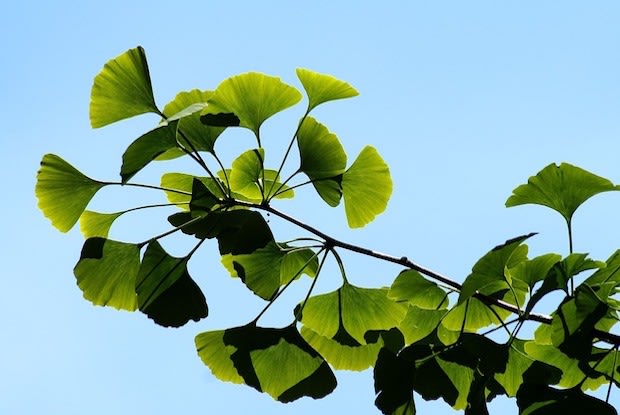 a ginkgo plant