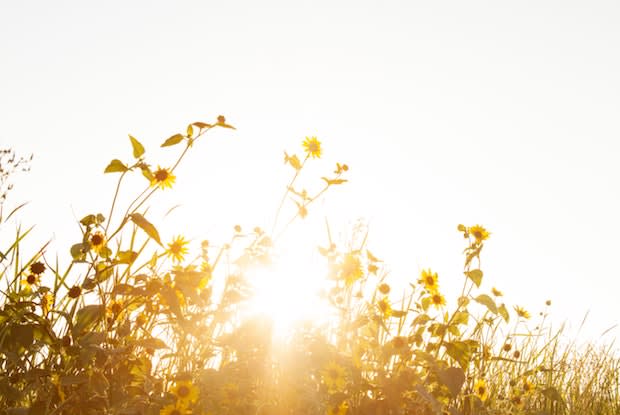 sunlight poking through sunflower plants