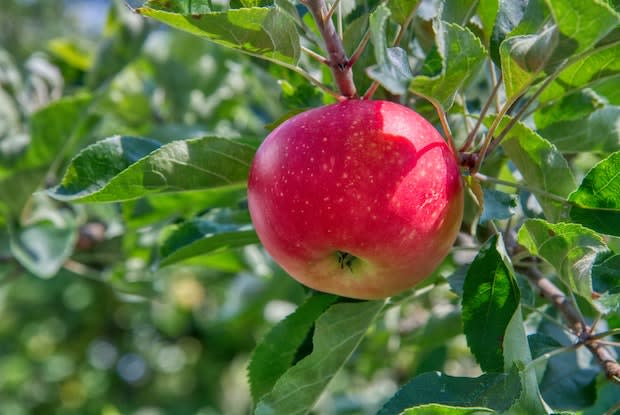 an apple in an apple tree