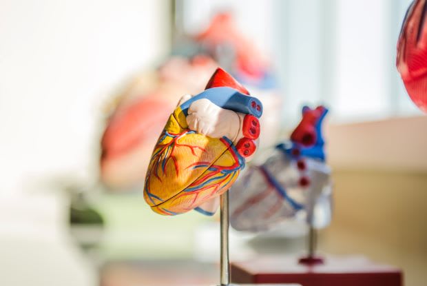 a scientific model of the human heart