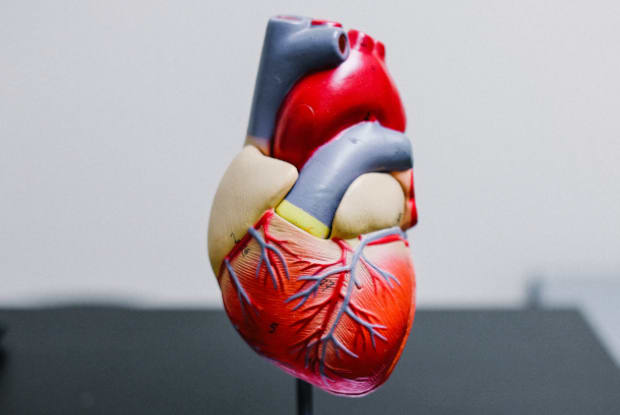 a model of the heart