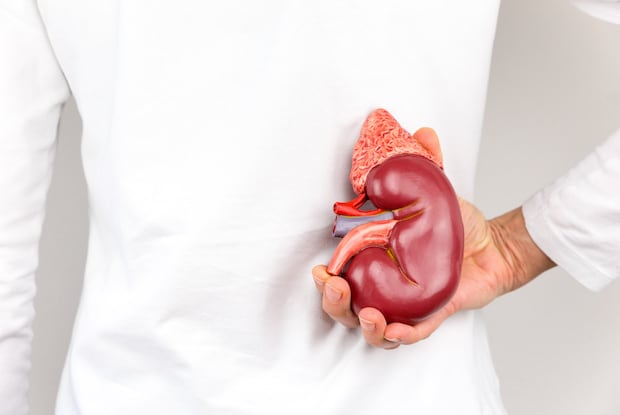 a person holding a diagram of a kidney