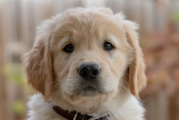 a golden retriever puppy