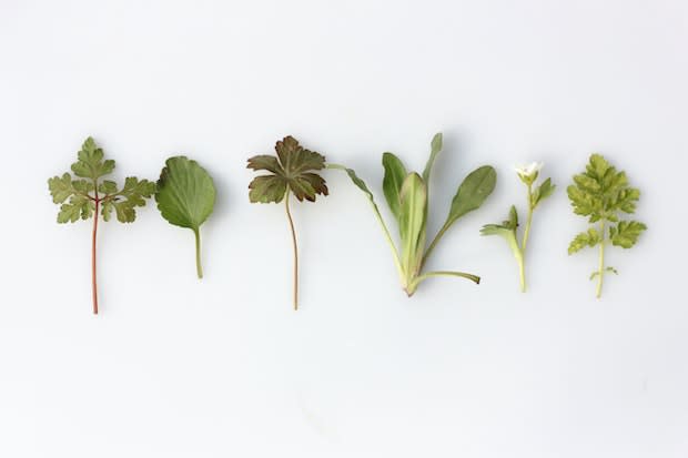 a row of herbs