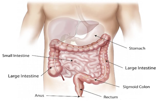 a diagram of the stomach