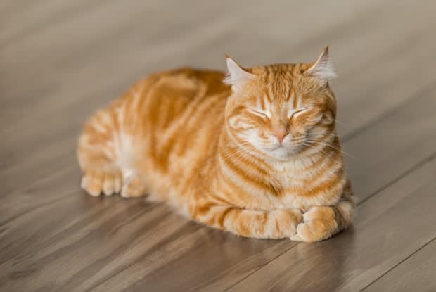 an orange cat