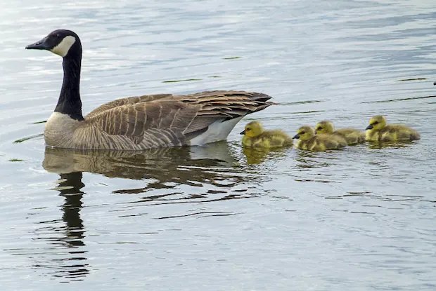 a Canadian goose mother followed by her hoard of goslings
