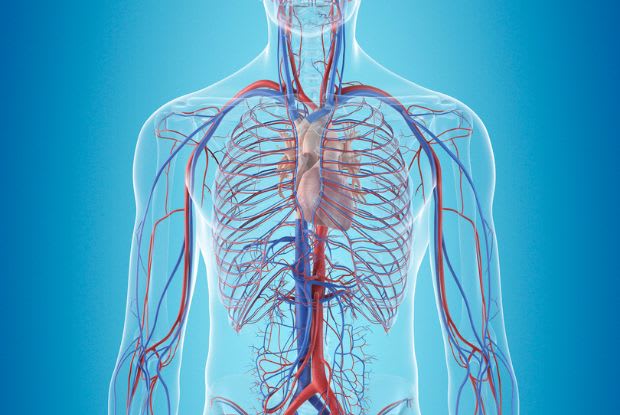 human cardiovascular system