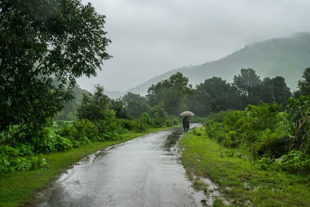 a forest trail during the rainy season