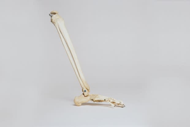 bones of one leg