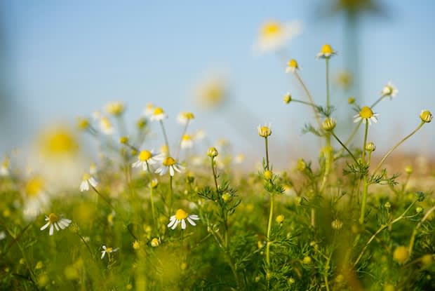 a dandelion field