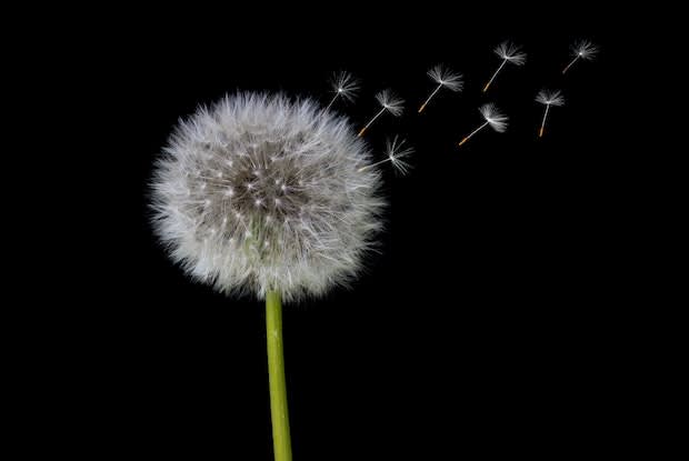 a dandelion