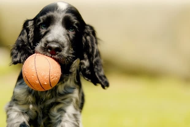 a cute puppy with a ball in its mouth