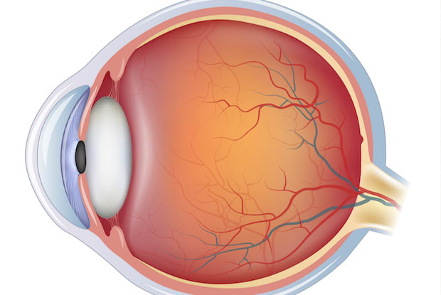 a diagram of the eye