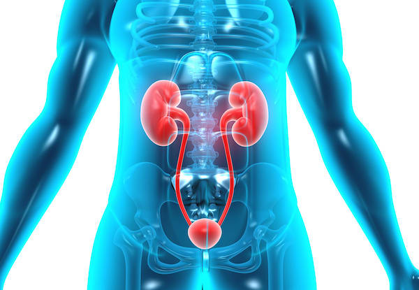 the kidneys highlighted within the human body