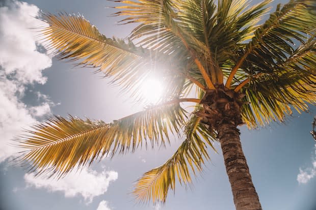 the rays of the sun through a palm tree