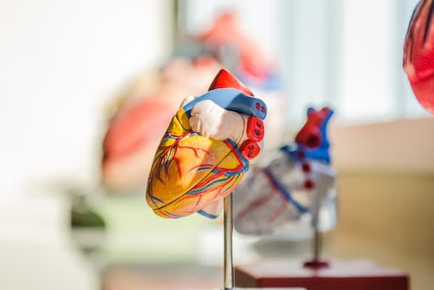 a 3D model of the human heart