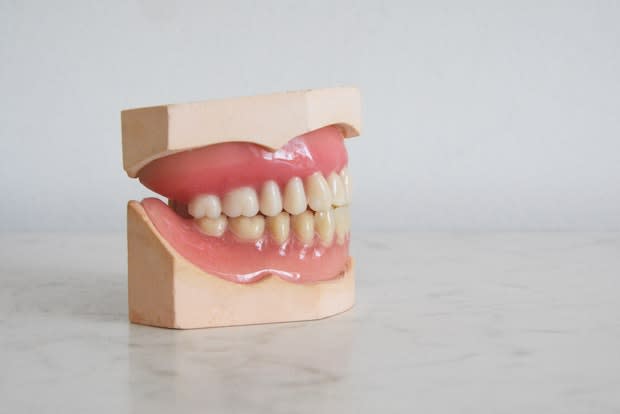 a model of human teeth