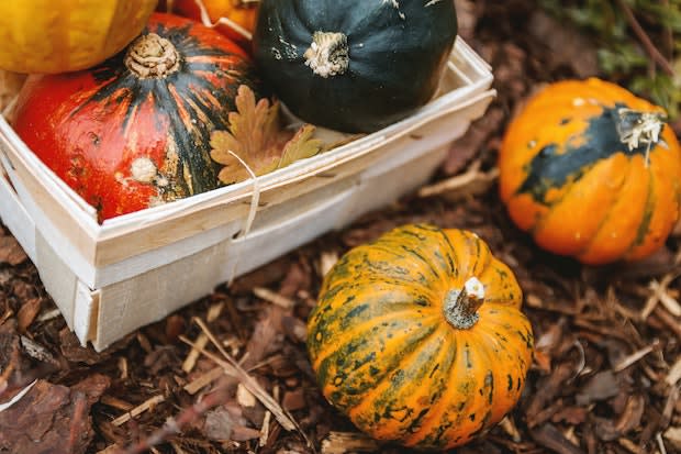 different types of squash