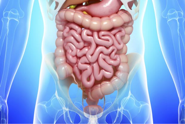 anatomical drawing of the gastrointestinal system