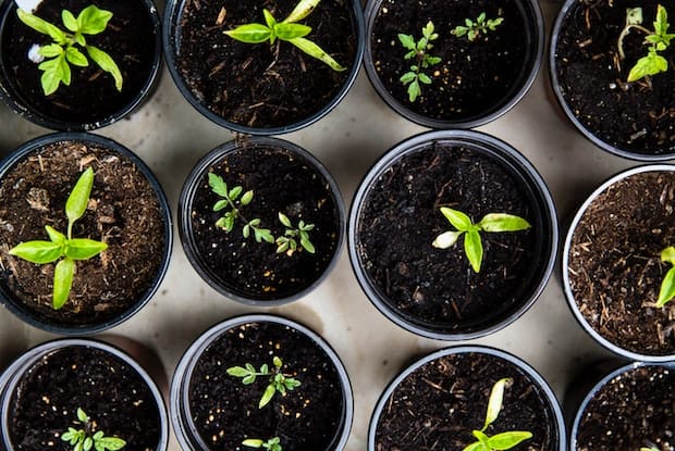 small plants in pots