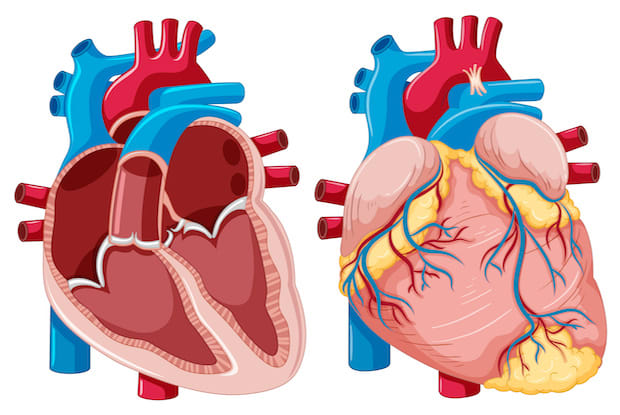 a diagram of the heart