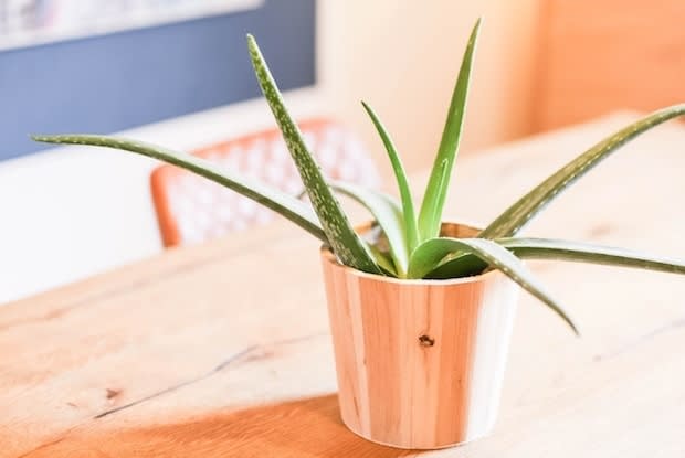 an aloe vera plant