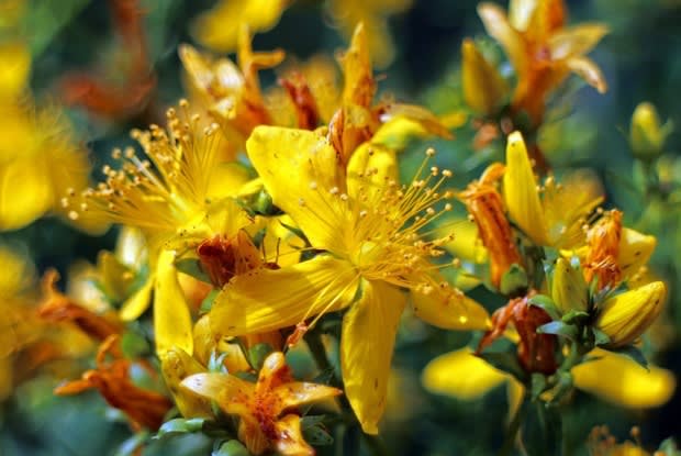 a yellow St. John’s wort flower