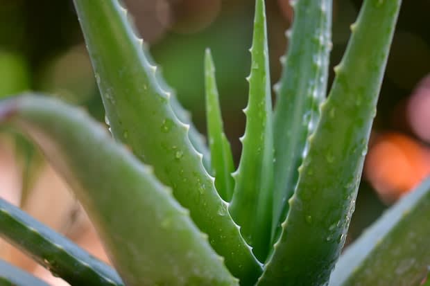 an aloe vera plant