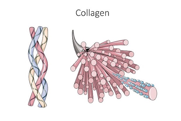 3D image of collagen fibers