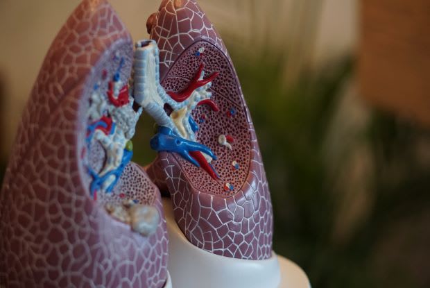 a plastic model of the lungs