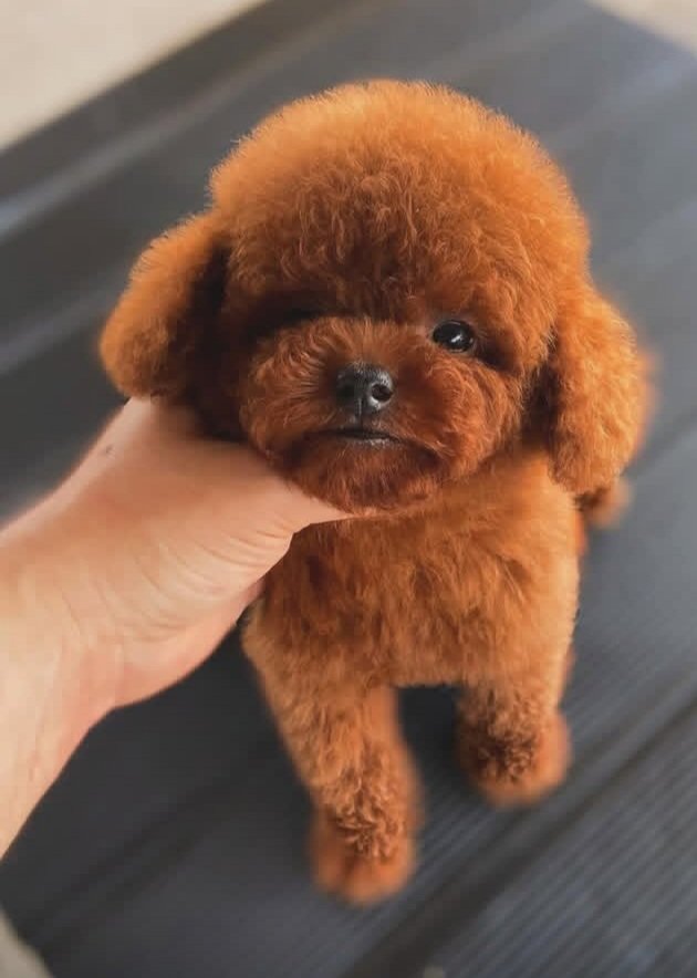 Toy pudel, 2 ay, Dişi, peyvəndli