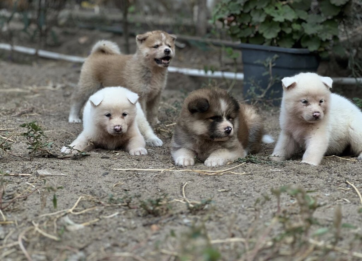 Cins:Akita uni (şirin, toppuş, orta-böyük ölçü qrupuna aid)