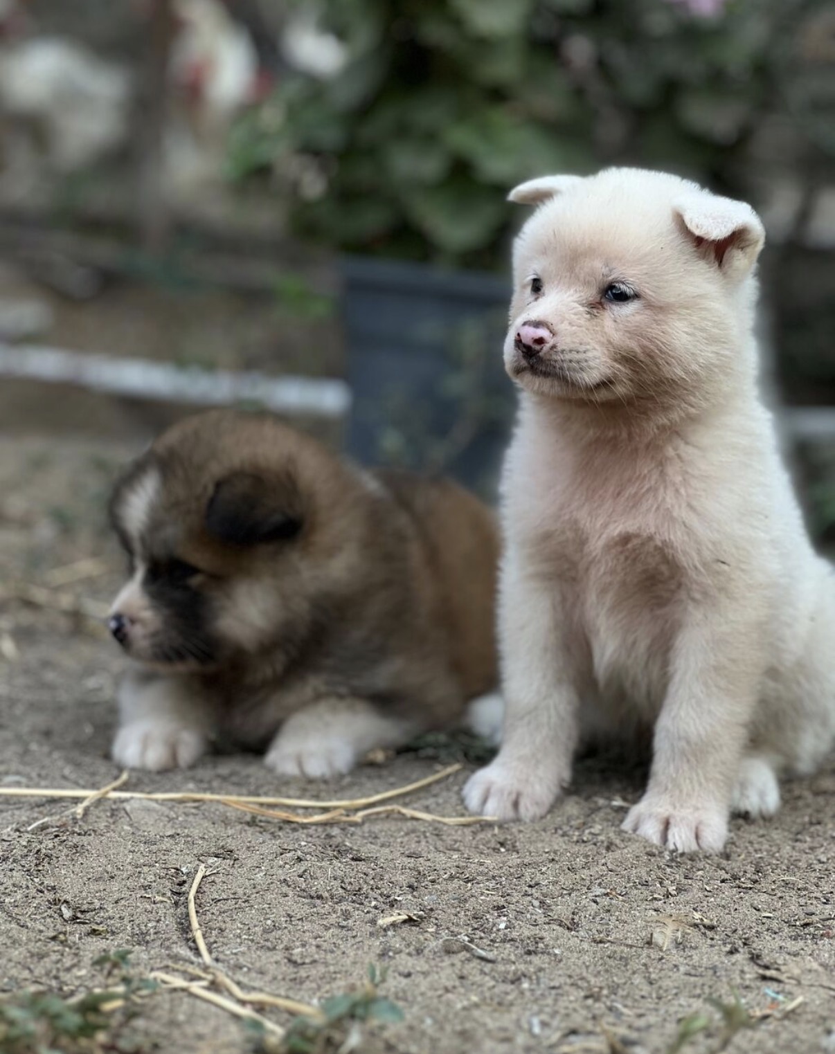 Cins:Akita uni (şirin, toppuş, orta-böyük ölçü qrupuna aid) - Şəkil 4