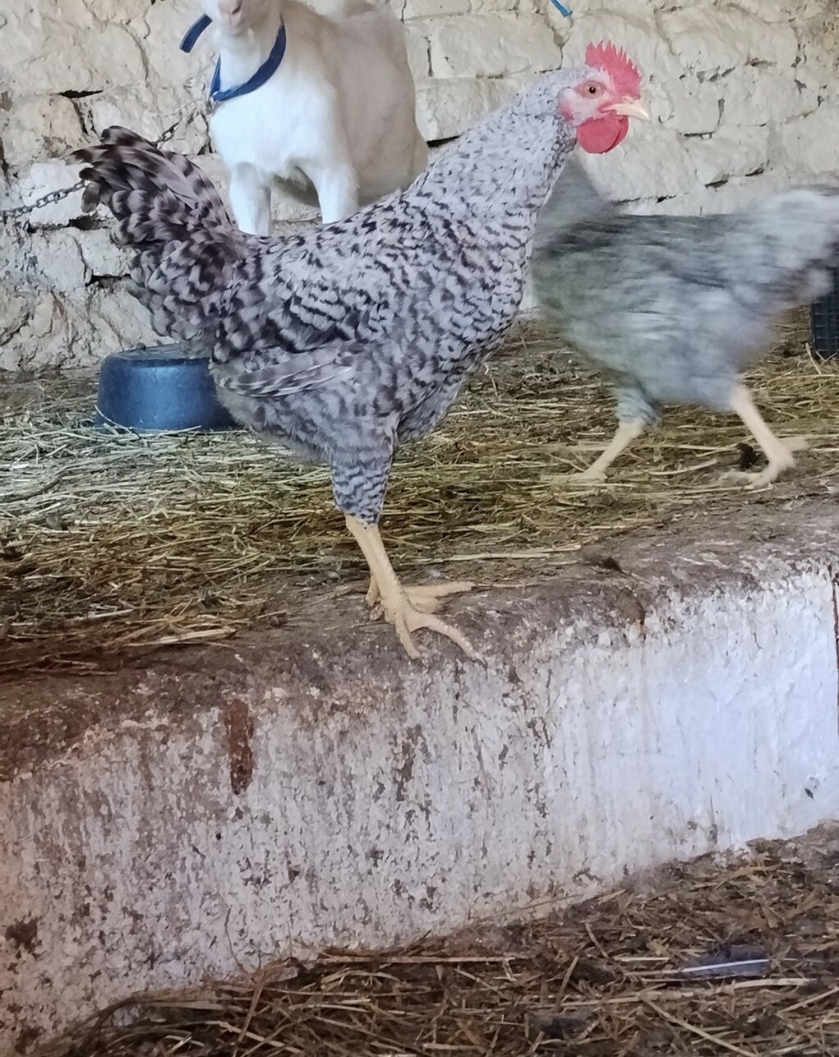 Toyuq, Damazlıq
