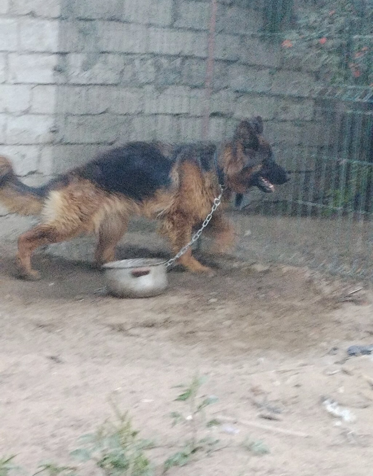 Alman çoban iti