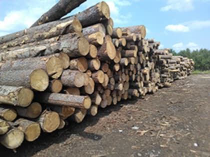 В посёлке Курагино выявлена заражённая лесопродукция