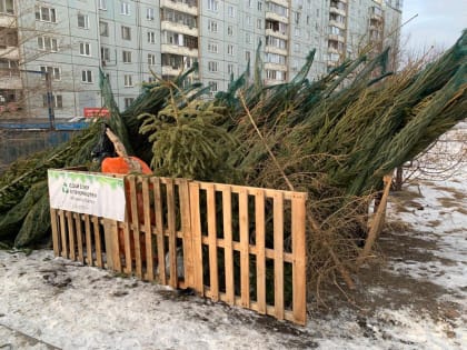 В Красноярске решили не открывать пункты приёма использованных ёлок