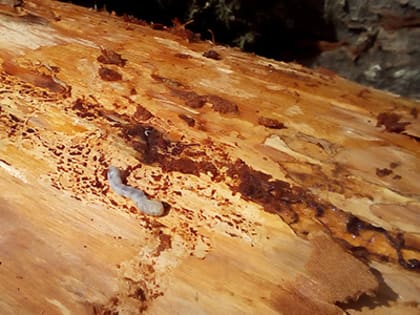 В Курагинском районе уничтожена зараженная усачами лесопродукция