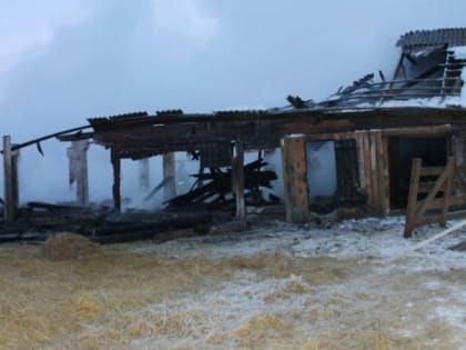 В результате пожара в Идринском районе погибли 44 теленка