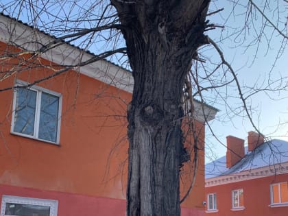 Специалисты объяснили красноярцам, зачем спилили ещё живые деревья на Киренского