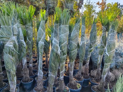 Красноярск обновляет зелёные улицы новыми пальмами и туями